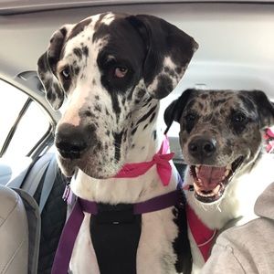 Meet your Posher, Tika